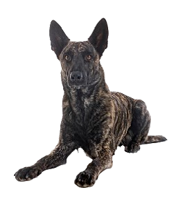 shepherd_new 