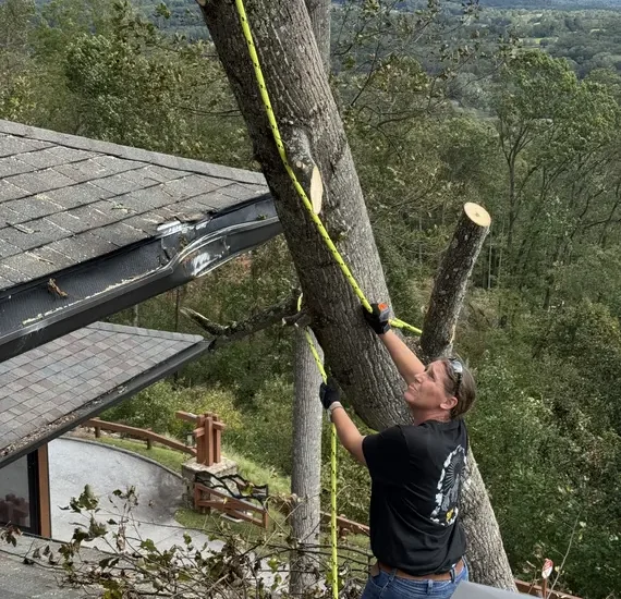 Treeremoval__(1)